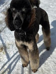 Upcoming CKC Standard Poodle Pups- Prairie Belle Poodles - Photo 7
