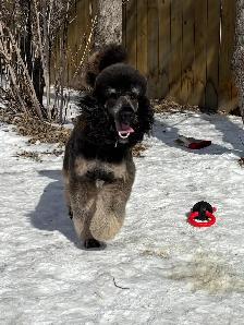 Upcoming CKC Standard Poodle Pups- Prairie Belle Poodles - Photo 8