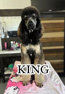Upcoming CKC Standard Poodle Pups- Prairie Belle Poodles - Photo 9