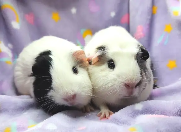 deux cochons d'inde femelle
