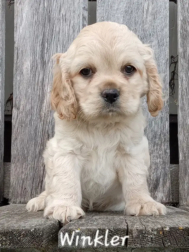 Pure Cocker Spaniel Pups