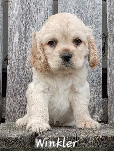 Pure Cocker Spaniel Pups
