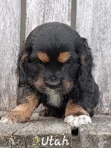 Pure Cocker Spaniel Pups - Photo 2