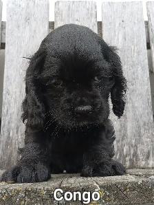Pure Cocker Spaniel Pups - Photo 3