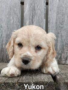Pure Cocker Spaniel Pups - Photo 4