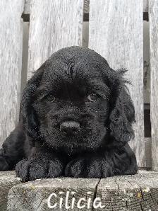 Pure Cocker Spaniel Pups - Photo 5