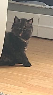 Chatons persan x mainecoon