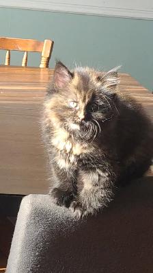 Chatons persan x mainecoon - Photo 2