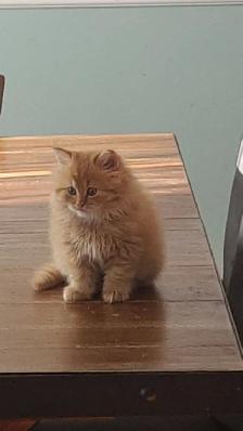 Chatons persan x mainecoon - Photo 3