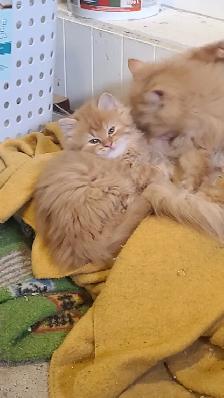 Chatons persan x mainecoon - Photo 4