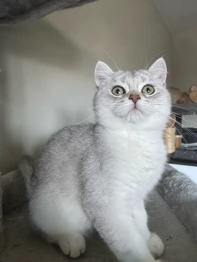 Scottish British Kittens Available