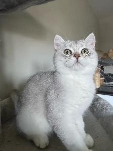 Scottish British Kittens Available