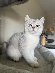Scottish British Kittens Available - Photo 2