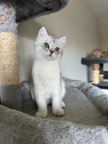 Scottish British Kittens Available - Photo 3