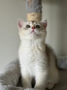 Scottish British Kittens Available - Photo 4