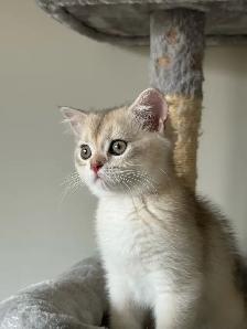 Scottish British Kittens Available - Photo 5