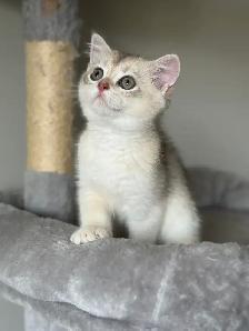 Scottish British Kittens Available - Photo 6