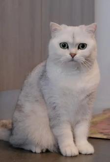 Scottish British Kittens Available - Photo 8