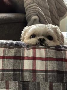 pet care