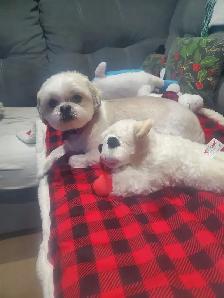 pet care - Photo 2