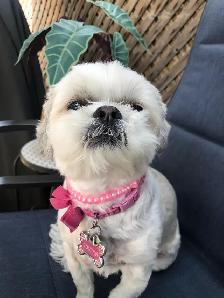 pet care - Photo 3