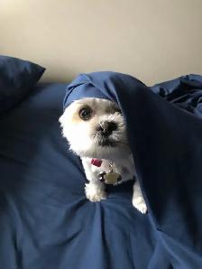 pet care - Photo 4