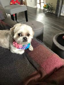 pet care - Photo 5