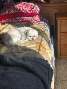 pet care - Photo 6
