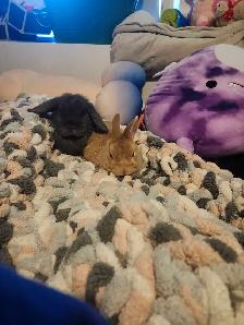 Bunnies looking for a new home! - Photo 2