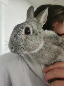 Bunnies looking for a new home! - Photo 3