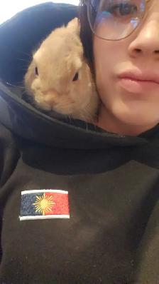 Bunnies looking for a new home! - Photo 4