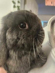 Bunnies looking for a new home! - Photo 5