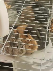 Bunnies looking for a new home! - Photo 7