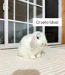 Adorable Holland Lop baby bunny