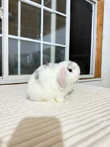 Adorable Holland Lop baby bunny - Photo 2