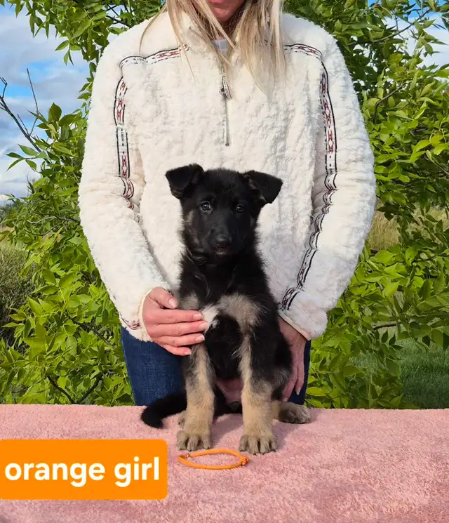 ! 10 WEEK OLD GERMAN SHEPHERD FEMALE !