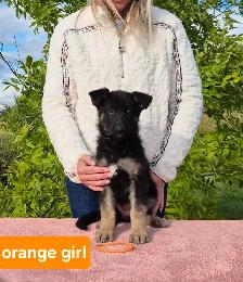 ! 10 WEEK OLD GERMAN SHEPHERD FEMALE !