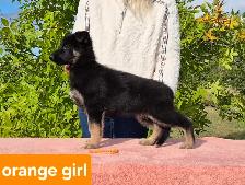 ! 10 WEEK OLD GERMAN SHEPHERD FEMALE ! - Photo 2