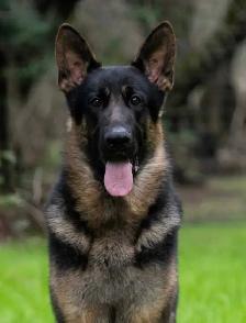 ! 10 WEEK OLD GERMAN SHEPHERD FEMALE ! - Photo 3