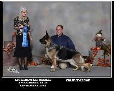 ! 10 WEEK OLD GERMAN SHEPHERD FEMALE ! - Photo 5