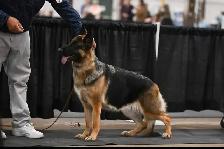 ! 10 WEEK OLD GERMAN SHEPHERD FEMALE ! - Photo 6