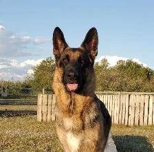 ! 10 WEEK OLD GERMAN SHEPHERD FEMALE ! - Photo 7