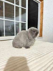 Small Holland Lop baby bunny - Photo 2