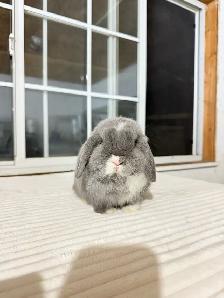 Small Holland Lop baby bunny - Photo 3