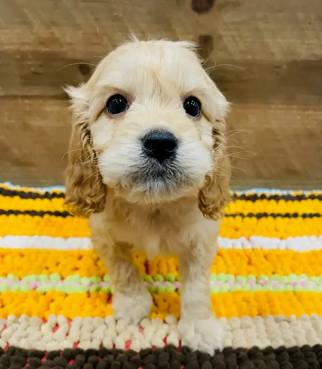 Cockapoo rehoming