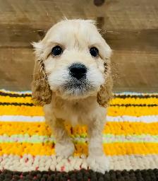 Cockapoo rehoming