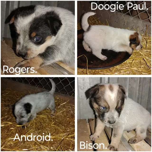 Heeler Pups