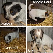 Heeler Pups