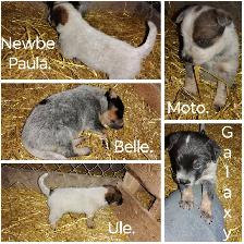 Heeler Pups - Photo 2