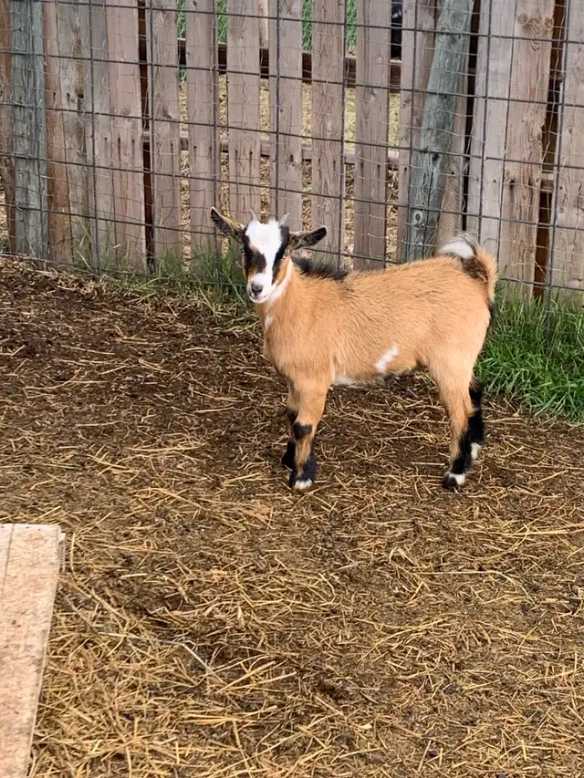 goats goats goats